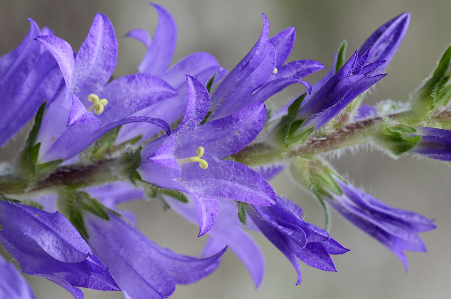 Campanula spicata  / Campanula spigata